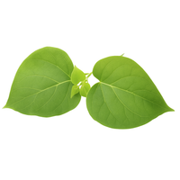 Gymnema Sylvestre
