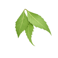 Neem Tree